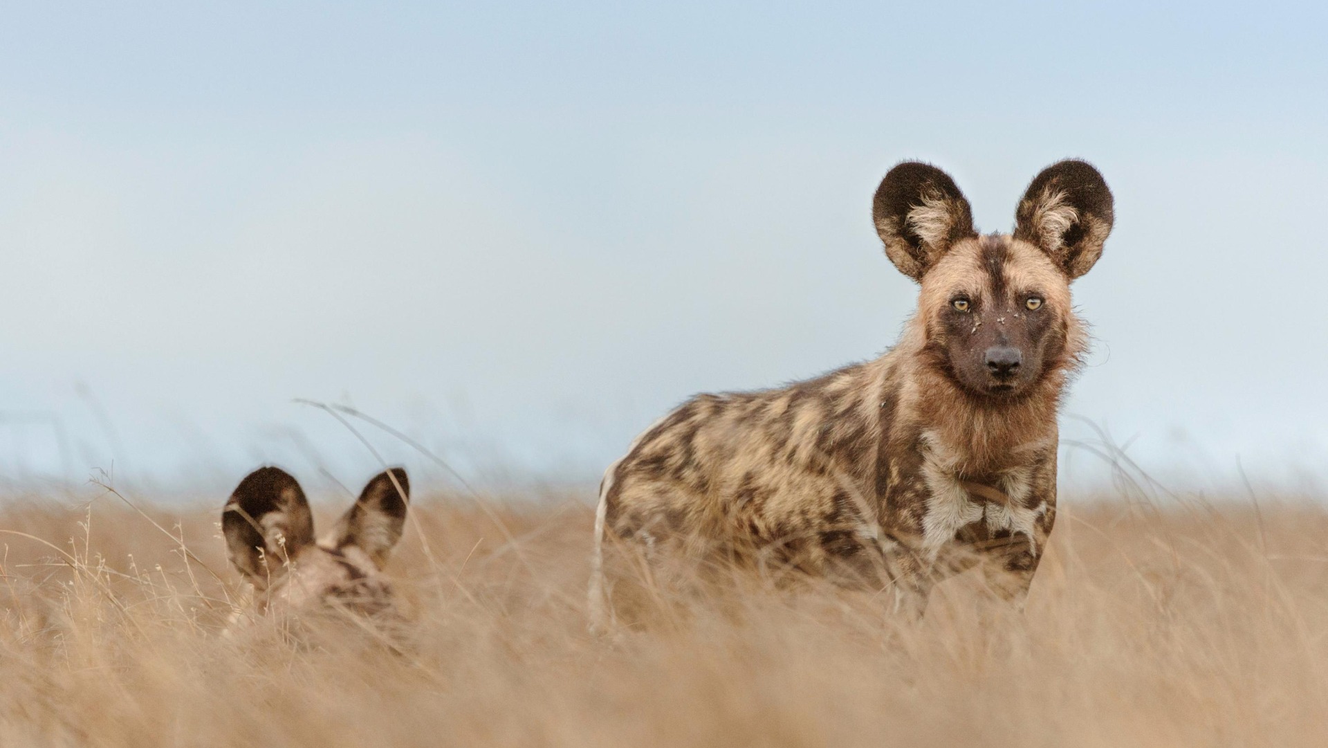 What the Return of Zambia's Painted Wolves Says About Recovery